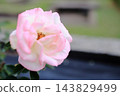 A close-up of a rose with a beautiful gradient from white to pink. 143829499