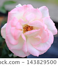 A close-up of a rose with a beautiful gradient from white to pink. 143829500