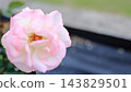 A close-up of a rose with a beautiful gradient from white to pink. 143829501