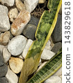 Snake Plant Leaves Growing Among Decorative Stones 143829618