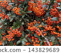Orange berries clustered among green leaves on dense shrub, creating a natural autumn background 143829689