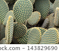 Closeup of prickly pear cactus pads with dense pale spines forming a natural botanical background 143829690