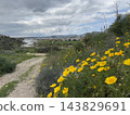 Yellow wildflowers beside a dirt trail overlooking wetlands, hills, and distant buildings beneath cloudy skies 143829691