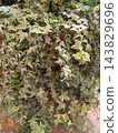Variegated ivy foliage forming a dense natural wall with layered green, cream, and bronze leaves 143829696