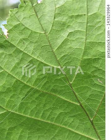 Exploring the intricate textures of a vibrant green leaf in nature Exploring the intricate textures of a vibrant green leaf in nature 143829964
