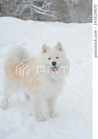 A portrait of a Samoyed dog on a walk in winter.  143829970