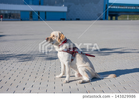 A guide dog in a harness is sitting outdoors. A guide dog in a harness is sitting outdoors. 143829986