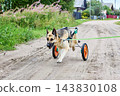 Mobility cart with wheeled support frame is secured to German Shepherd body, enabling assisted movement during rehabilitation and physical therapy. 143830108