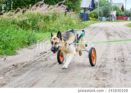 Mobility cart with wheeled support frame is secured to German Shepherd body, enabling assisted movement during rehabilitation and physical therapy. Mobility cart with wheeled support frame is secured to German Shepherd body, enabling assisted movement during rehabilitation and physical therapy. 143830108