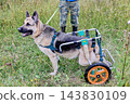 Degenerative myelopathy concept with German shepherd using dog wheelchair to support hind legs while moving forward on front paws. 143830109