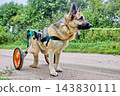 Canine wheelchair with rear support wheels is fitted around German Shepherd torso, providing mobility assistance while dog walks along dirt road. 143830111