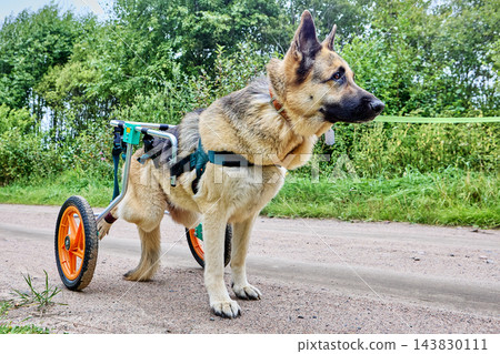 Canine wheelchair with rear support wheels is fitted around German Shepherd torso, providing mobility assistance while dog walks along dirt road. 143830111