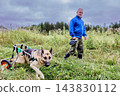 Mobility impairment in German shepherd using wheeled walking aid to support hind legs while standing beside man holding dog leash. 143830112