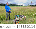 Rear support wheelchair with two wheels and metal frame supports German shepherd hindquarters while man holds retractable leash. 143830114