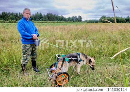 Rear support wheelchair with two wheels and metal frame supports German shepherd hindquarters while man holds retractable leash. Rear support wheelchair with two wheels and metal frame supports German shepherd hindquarters while man holds retractable leash. 143830114