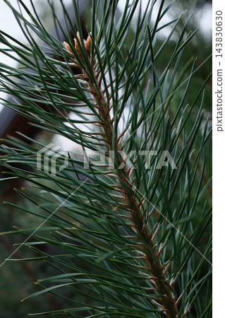 Green pine needles growing on a branch during the spring season Green pine needles growing on a branch during the spring season 143830630
