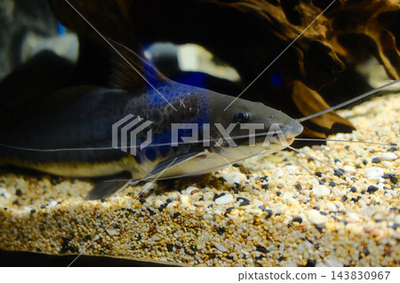 Spotted Catfish Resting on Gravel Aquarium Bottom 143830967