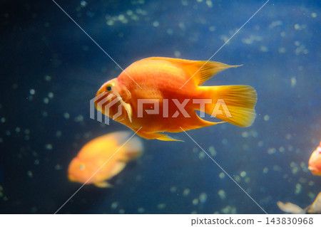 Bright Orange Blood Parrot Cichlid Swimming in Freshwater Aquarium Bright Orange Blood Parrot Cichlid Swimming in Freshwater Aquarium 143830968