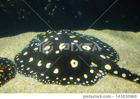 Black Polka Dot Freshwater Stingray Resting on Sandy Aquarium Bottom Black Polka Dot Freshwater Stingray Resting on Sandy Aquarium Bottom 143830969