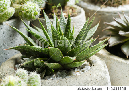 Succulent Plant in Concrete Pots, Space for Text 143831136