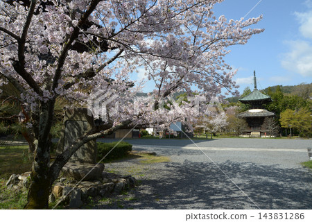京都市右京區佐賀釋迦堂藤木町青棱寺的春天櫻花 京都市右京區佐賀釋迦堂藤木町青棱寺的春天櫻花 143831286
