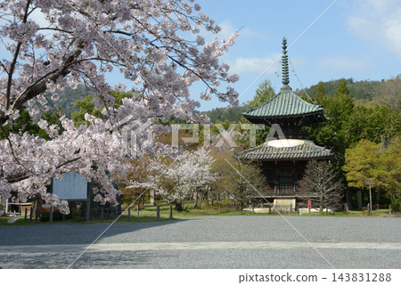 春天的清涼寺：京都市右京區佐賀釋迦堂藤之木町多寶塔 143831288