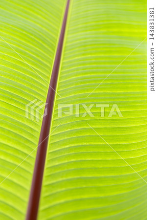 Close Up View of a Banana Leafs Texture 143831381