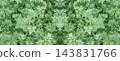 Wormwood plant foliage creating symmetrical natural pattern 143831766