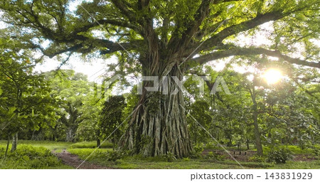 Ancient giant banyan tree with strong aerial roots creating a natural shelter, standing in a lush tropical forest on Tanna Island, Vanuatu, with sunlight breaking through the canopy. Nature landscape Ancient giant banyan tree with strong aerial roots creating a natural shelter, standing in a lush tropical forest on Tanna Island, Vanuatu, with sunlight breaking through the canopy. Nature landscape 143831929