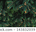 Dark spruce branches - moody christmas tree texture background 143832039