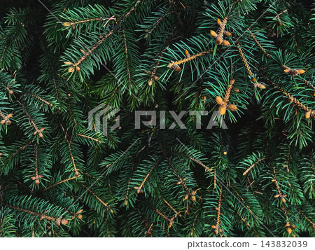 Dark spruce branches - moody christmas tree texture background 143832039