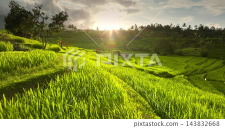 Green rice paddy in agricultural terraces against a cloudy sky in bright sunset warm light, showing traditional rural countryside farming, tropical landscape in Bali, Indonesia. Low angle drone flight Green rice paddy in agricultural terraces against a cloudy sky in bright sunset warm light, showing traditional rural countryside farming, tropical landscape in Bali, Indonesia. Low angle drone flight 143832668