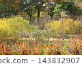 Autumn Natural Stick Garden 143832907