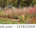 Autumn Natural Stick Garden 143832908