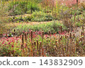 Autumn Natural Stick Garden 143832909