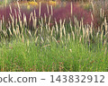 Autumn Natural Stick Garden 143832912