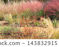 Autumn Natural Stick Garden 143832915