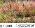 Autumn Natural Stick Garden 143832916