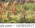 Autumn Natural Stick Garden 143832917