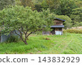 Hut and pampas grass 143832929