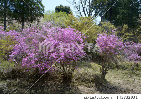 Mitsuba杜鵑花 Mitsuba杜鵑花 143832931