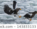 Drift ice and white-tailed eagles/Steller's sea eagles in Shiretoko, Hokkaido Drift ice and white-tailed eagles/Steller's sea eagles in Shiretoko, Hokkaido 143833133