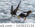 Drift ice and white-tailed eagles/Steller's sea eagles in Shiretoko, Hokkaido Drift ice and white-tailed eagles/Steller's sea eagles in Shiretoko, Hokkaido 143833134