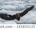 Drift ice and white-tailed eagles/Steller's sea eagles in Shiretoko, Hokkaido Drift ice and white-tailed eagles/Steller's sea eagles in Shiretoko, Hokkaido 143833135