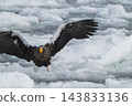 Drift ice and white-tailed eagles/Steller's sea eagles in Shiretoko, Hokkaido Drift ice and white-tailed eagles/Steller's sea eagles in Shiretoko, Hokkaido 143833136