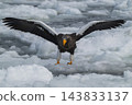 Drift ice and white-tailed eagles/Steller's sea eagles in Shiretoko, Hokkaido Drift ice and white-tailed eagles/Steller's sea eagles in Shiretoko, Hokkaido 143833137