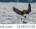 Drift ice and white-tailed eagles/Steller's sea eagles in Shiretoko, Hokkaido Drift ice and white-tailed eagles/Steller's sea eagles in Shiretoko, Hokkaido 143833138