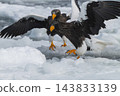 Drift ice and white-tailed eagles/Steller's sea eagles in Shiretoko, Hokkaido Drift ice and white-tailed eagles/Steller's sea eagles in Shiretoko, Hokkaido 143833139