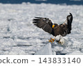 Drift ice and white-tailed eagles/Steller's sea eagles in Shiretoko, Hokkaido Drift ice and white-tailed eagles/Steller's sea eagles in Shiretoko, Hokkaido 143833140