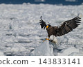 Drift ice and white-tailed eagles/Steller's sea eagles in Shiretoko, Hokkaido Drift ice and white-tailed eagles/Steller's sea eagles in Shiretoko, Hokkaido 143833141